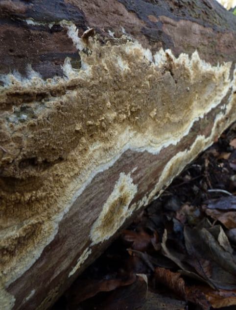 Fruit bodies covering a fallen aspen in Brentwood, UK.